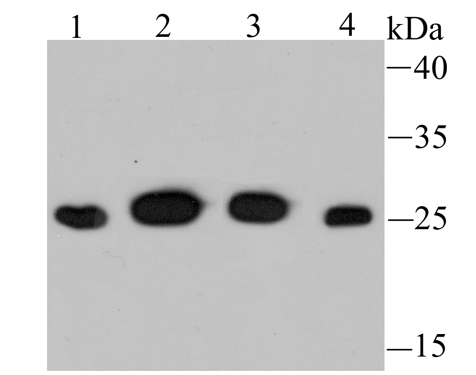 PSMA1 Antibody