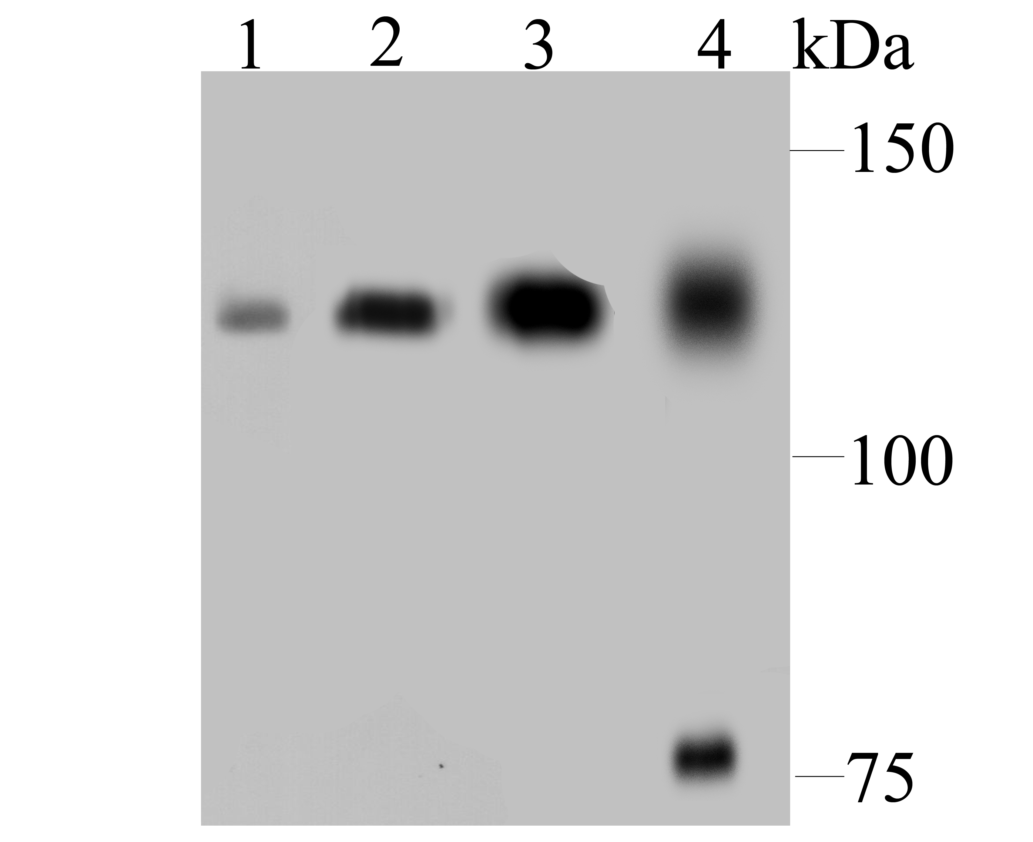 DDB1 Antibody