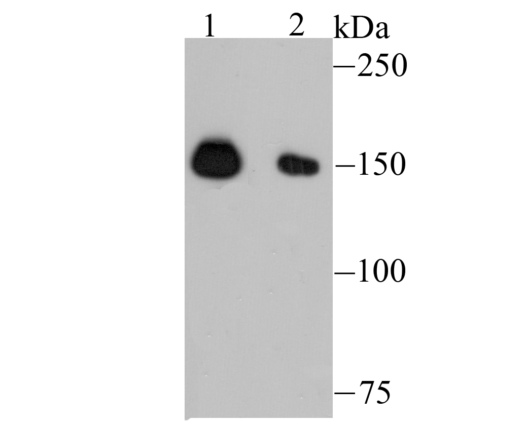 NUP153 Antibody