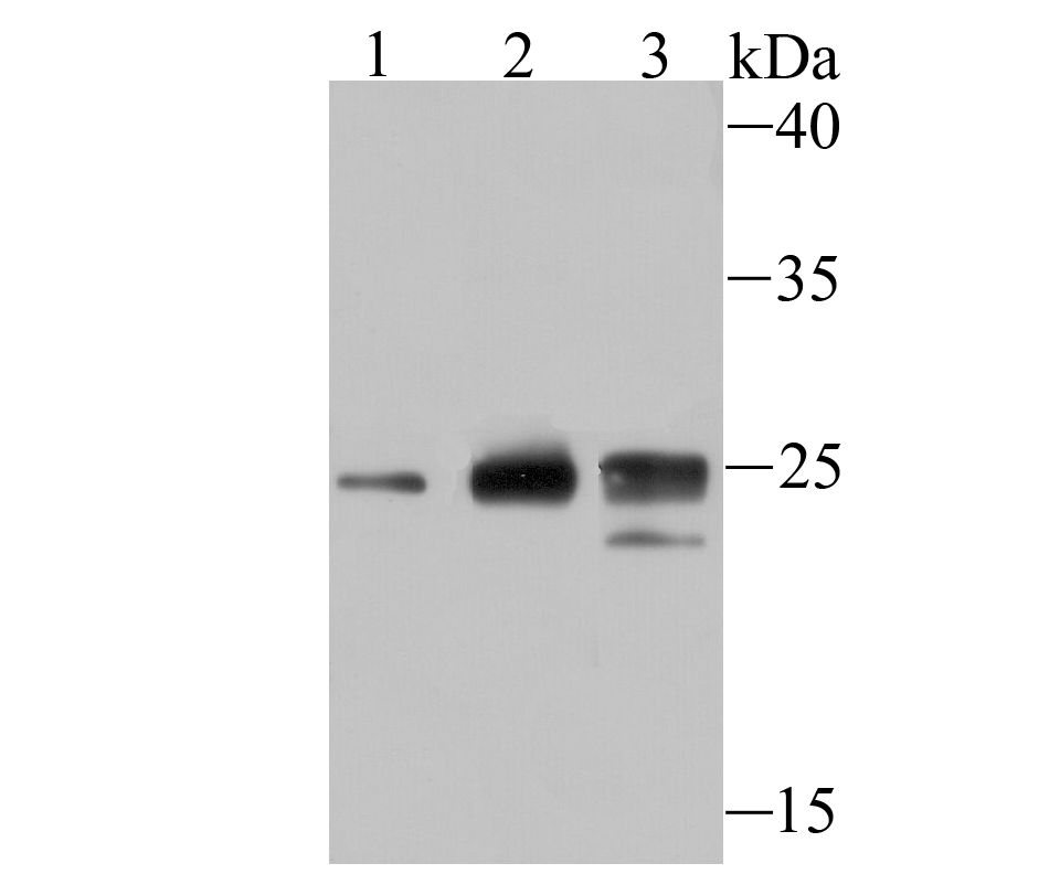 Histone H1.2 Antibody