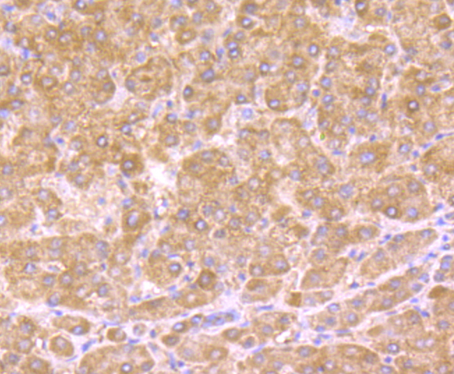 HSD11B1 Antibody