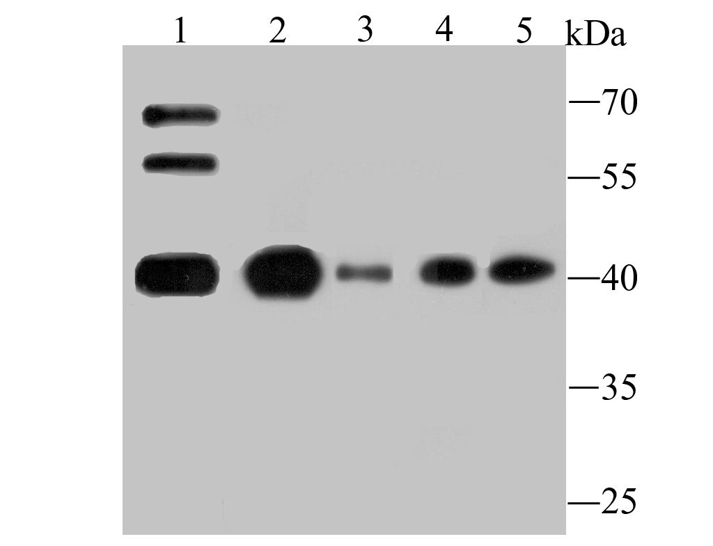 Apg3 Antibody