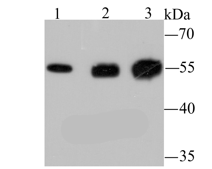 LOX Antibody