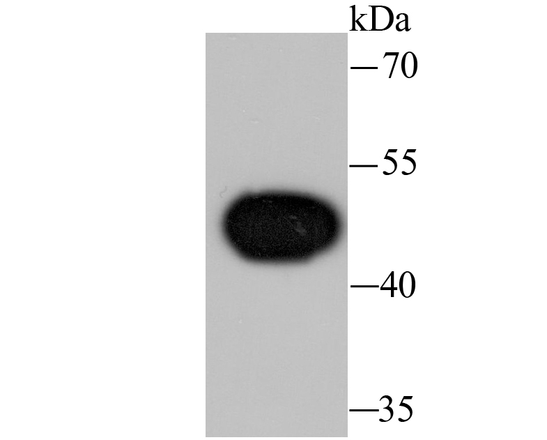 Wnt5a Antibody