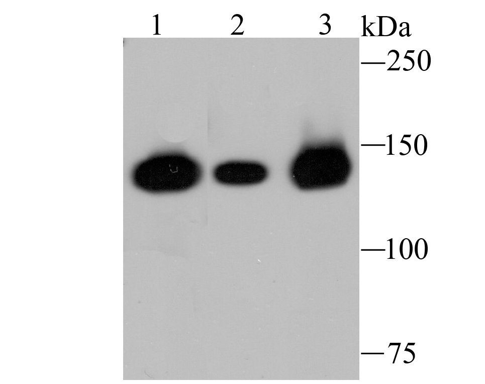 HDAC9 Antibody