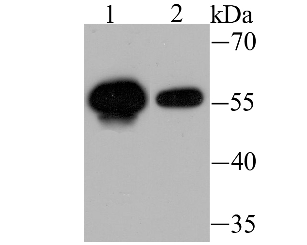 Usp14 Antibody