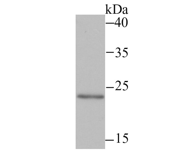 Mad2L2 Antibody