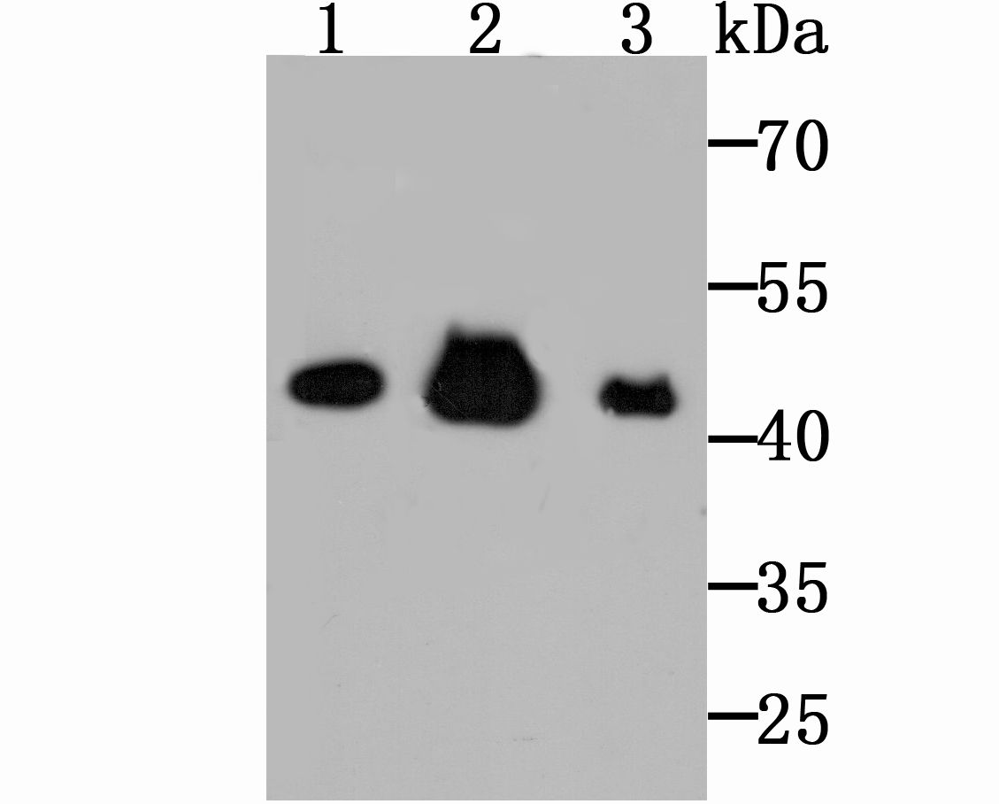 Citrate synthetase Antibody