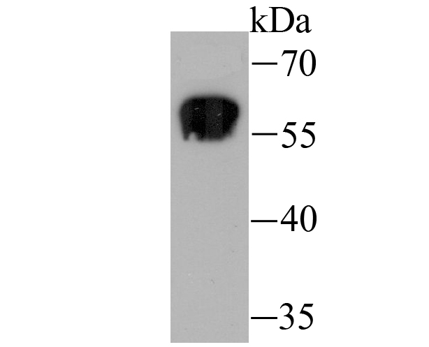 Staufen Antibody
