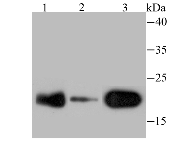 p23 Antibody