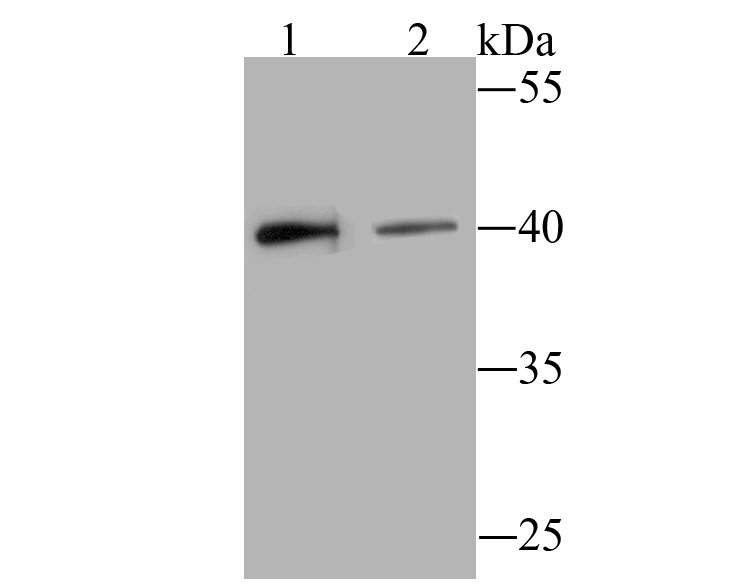 BST2 Antibody