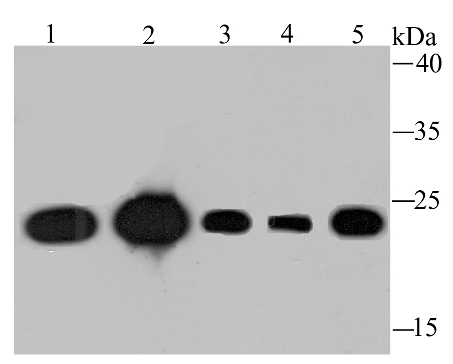 TCTP Antibody