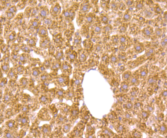 Growth hormone receptor Antibody