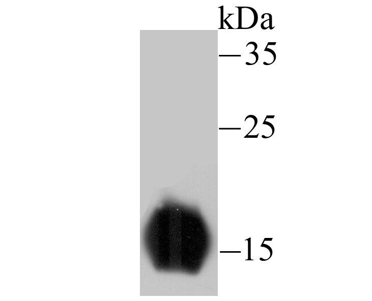 FABP3 Antibody