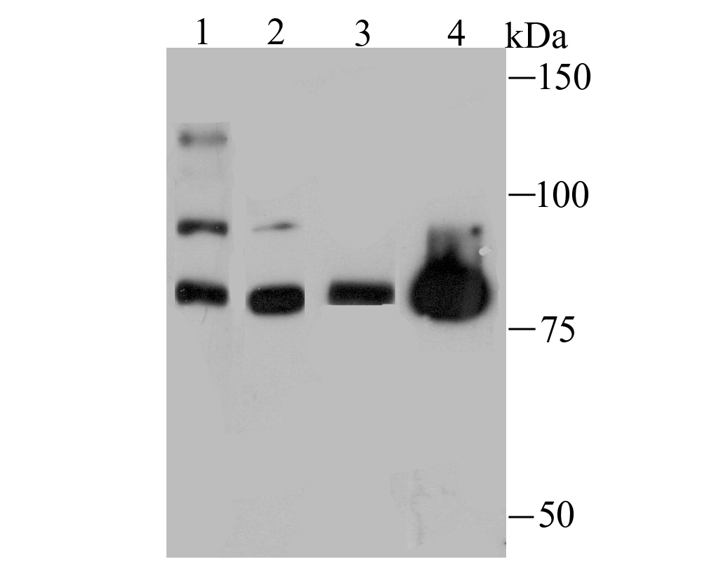 Nuclear Matrix Protein p84 Antibody