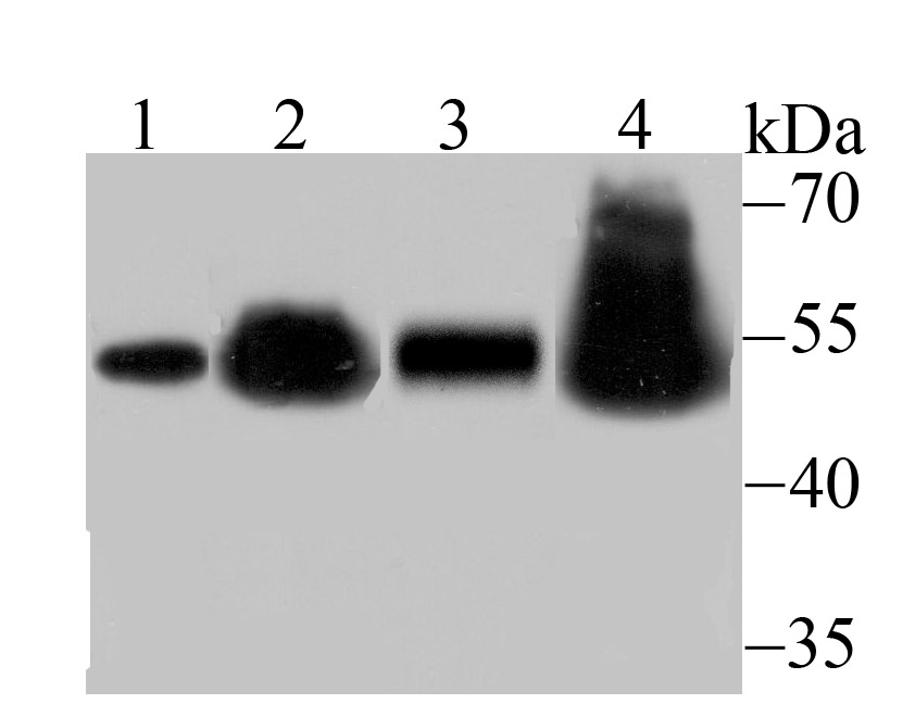 RbAP48 Antibody