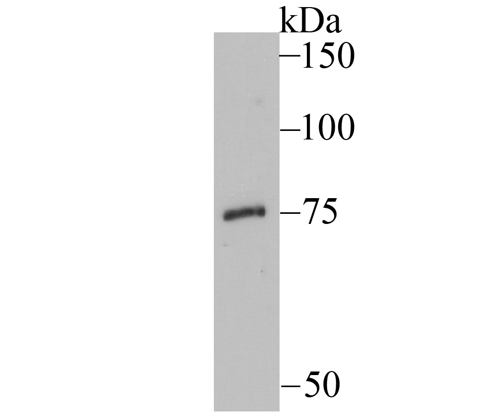 EAAT3 Antibody