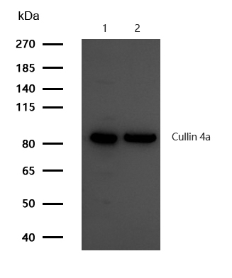 Cullin 4a Antibody