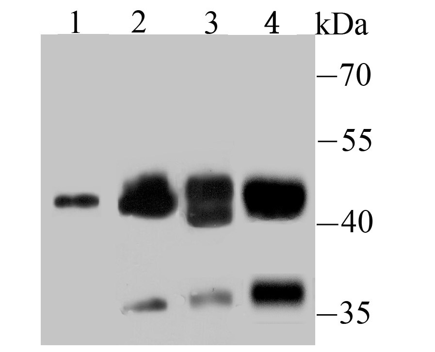 NCK1 Antibody