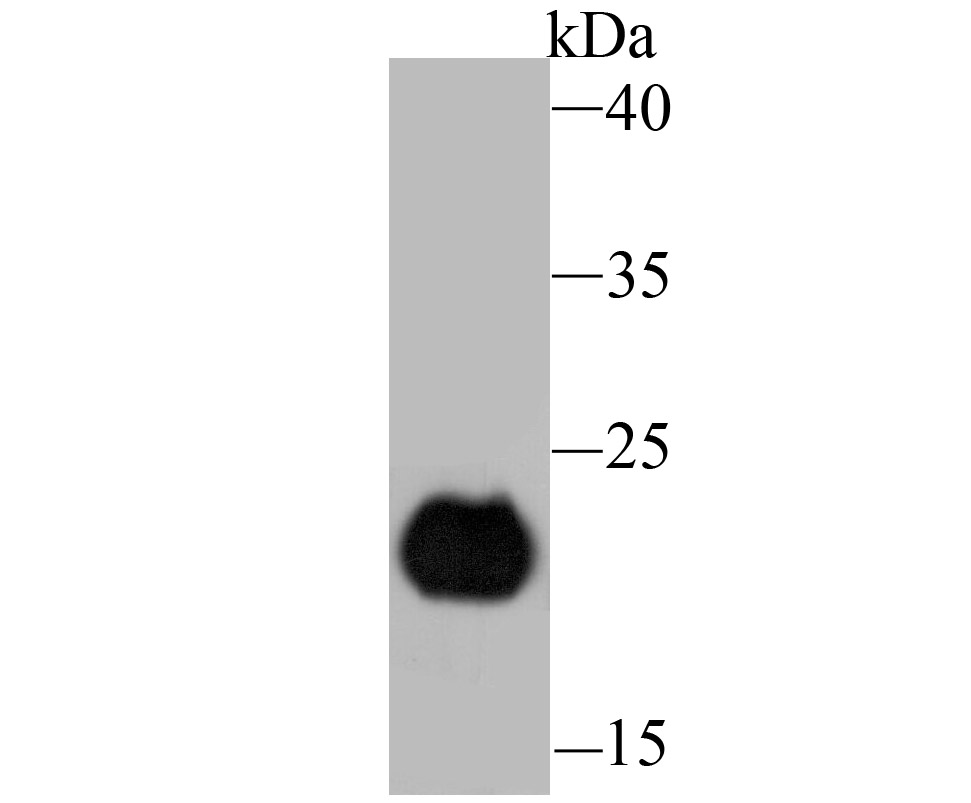 PERP Antibody