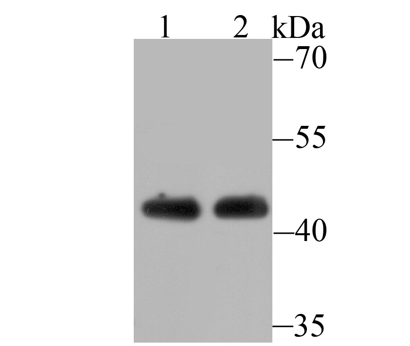 ACTL6A Antibody