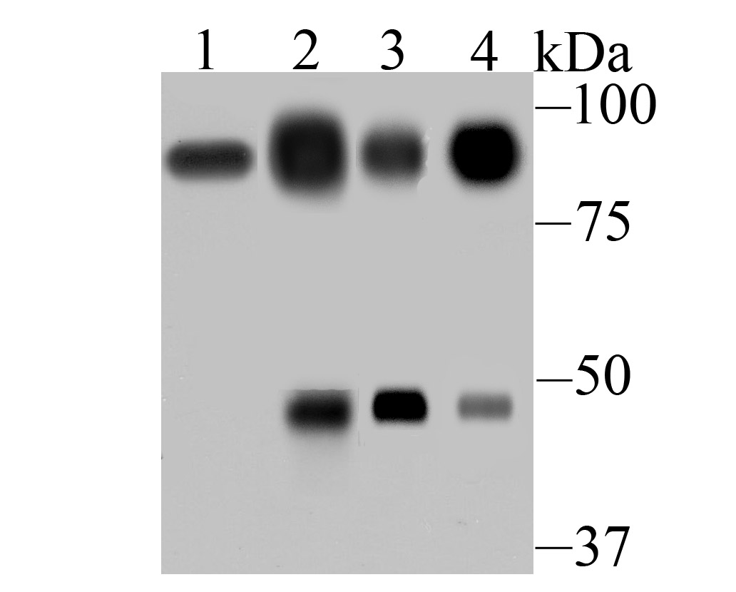 villin1 Antibody