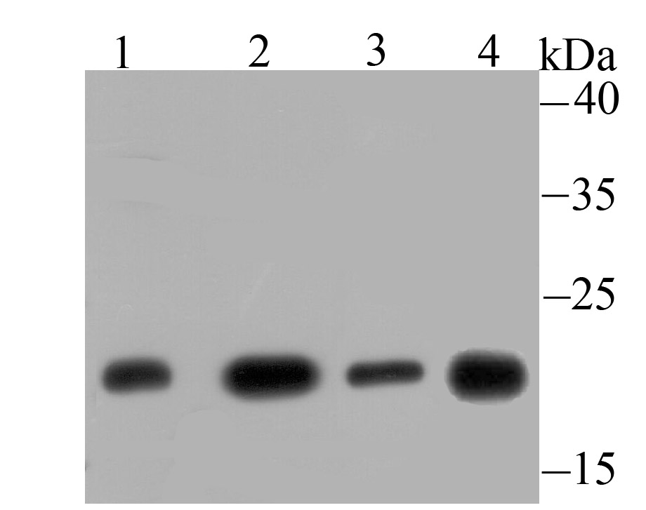 GLO1 Antibody