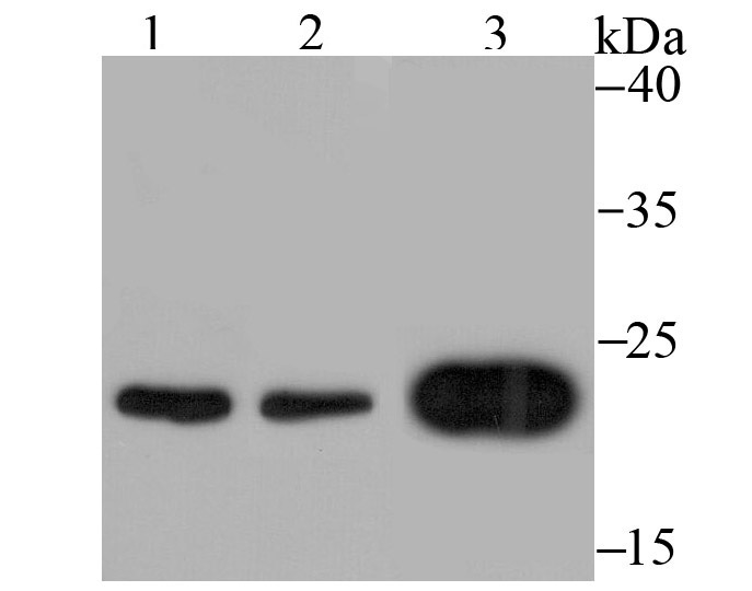 Mad2L1 Antibody