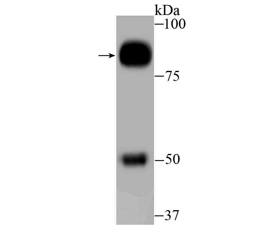 GAB1 Antibody