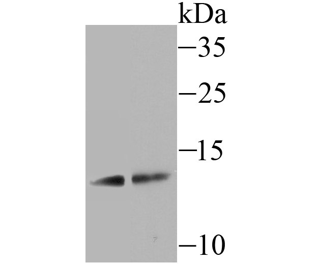 SCGB1A1 Antibody
