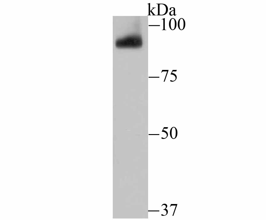 PIWIL1 Antibody