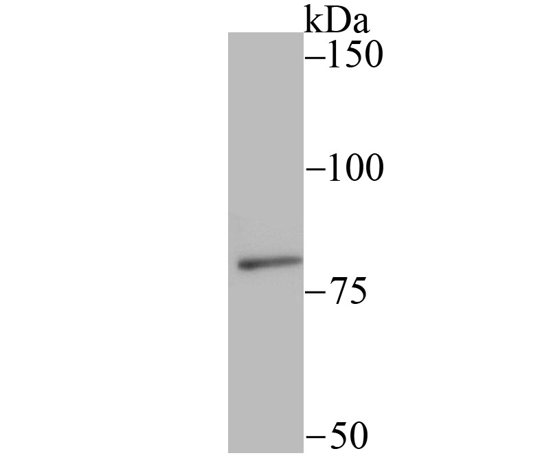 SMURF 2 Antibody