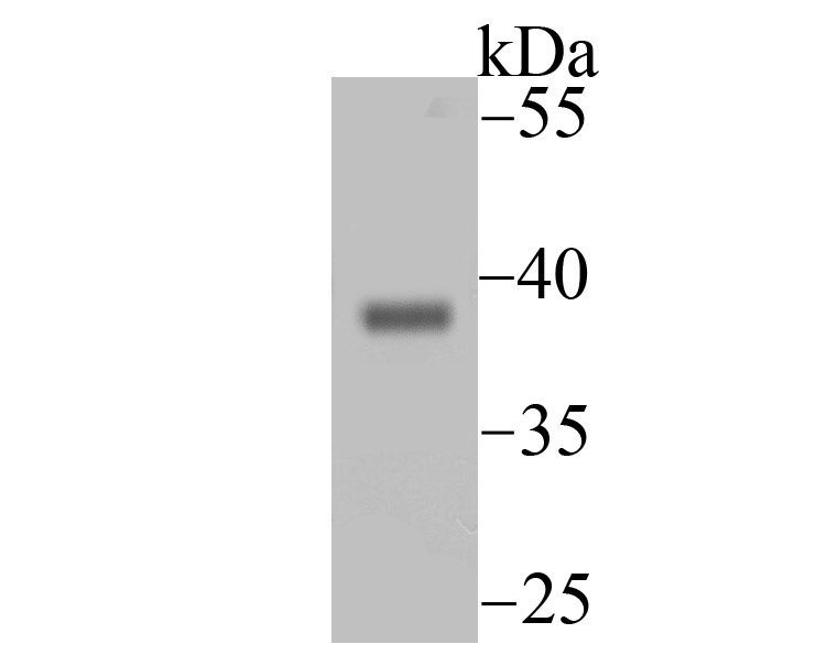Endo G Antibody