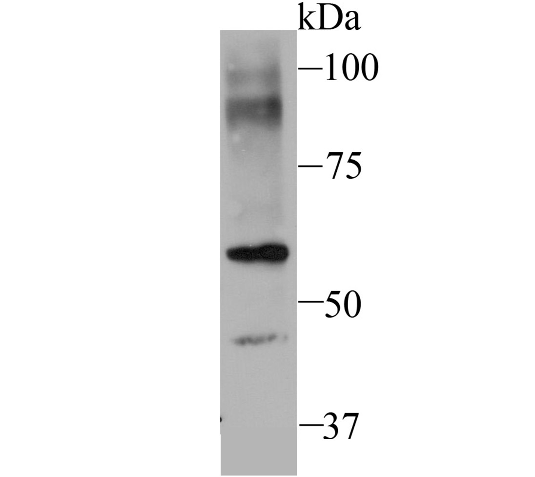 SEC23 Antibody