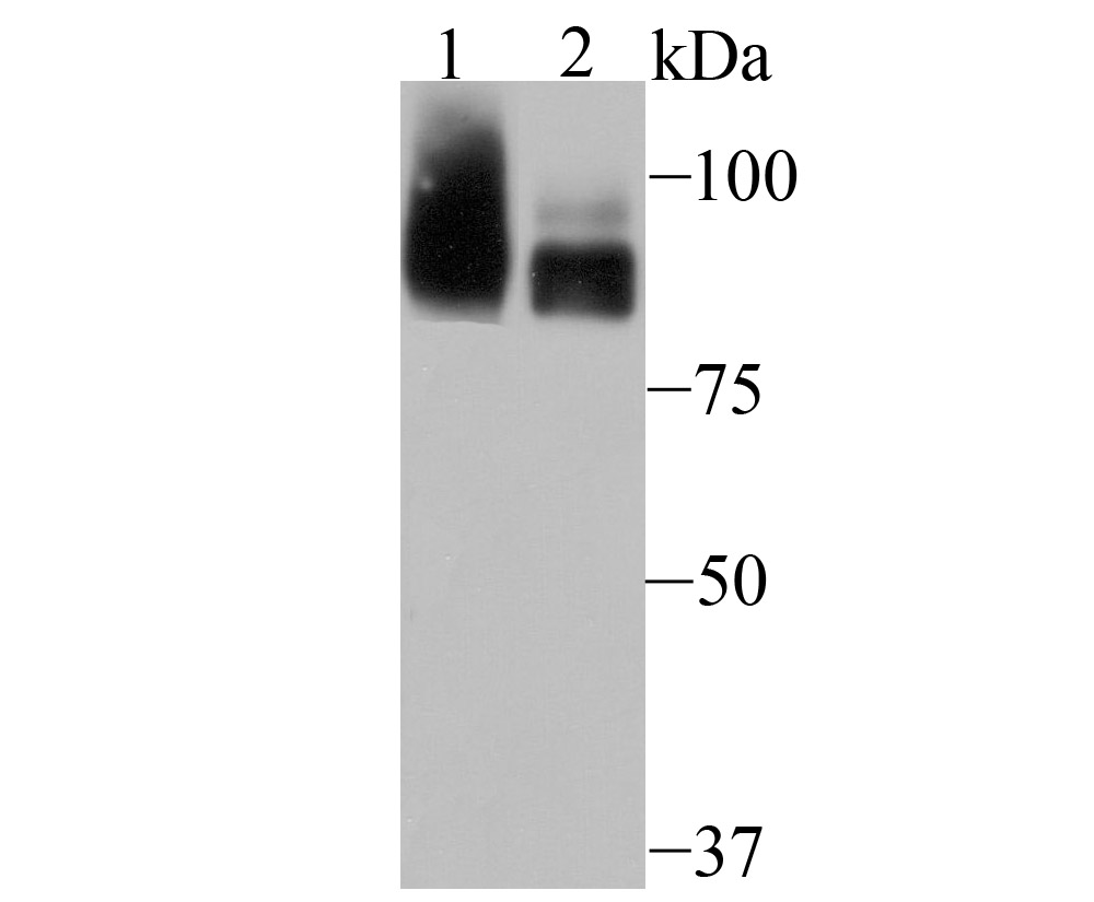 PCAF Antibody