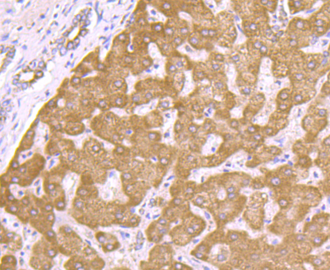 PCK1 Antibody