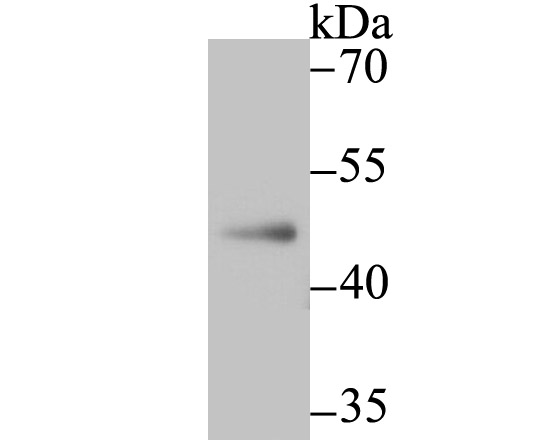 NR0B1 Antibody