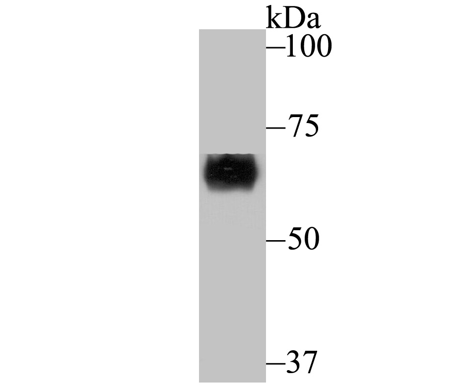 CRMP1 Antibody