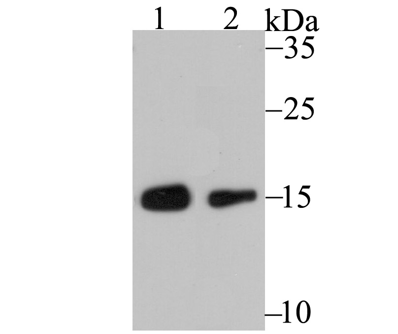 RPS19 Antibody