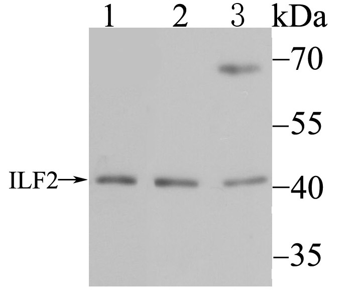 ILF2 Antibody