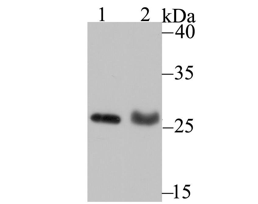PSME1 Antibody