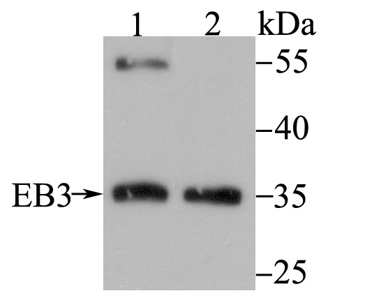 EB3 Antibody