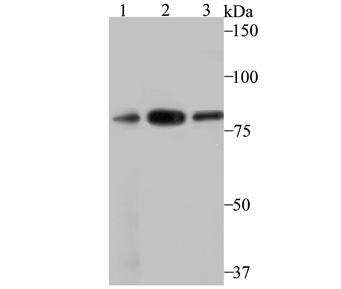 VPS35 Antibody