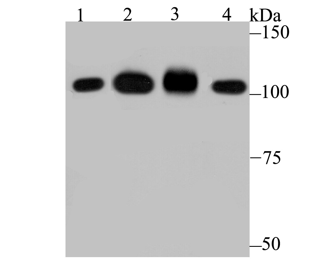SFPQ Antibody