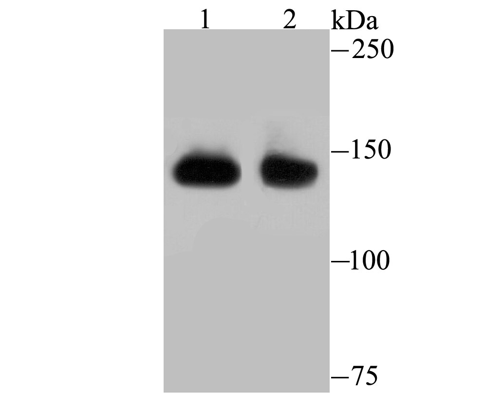 SF3B1 Antibody