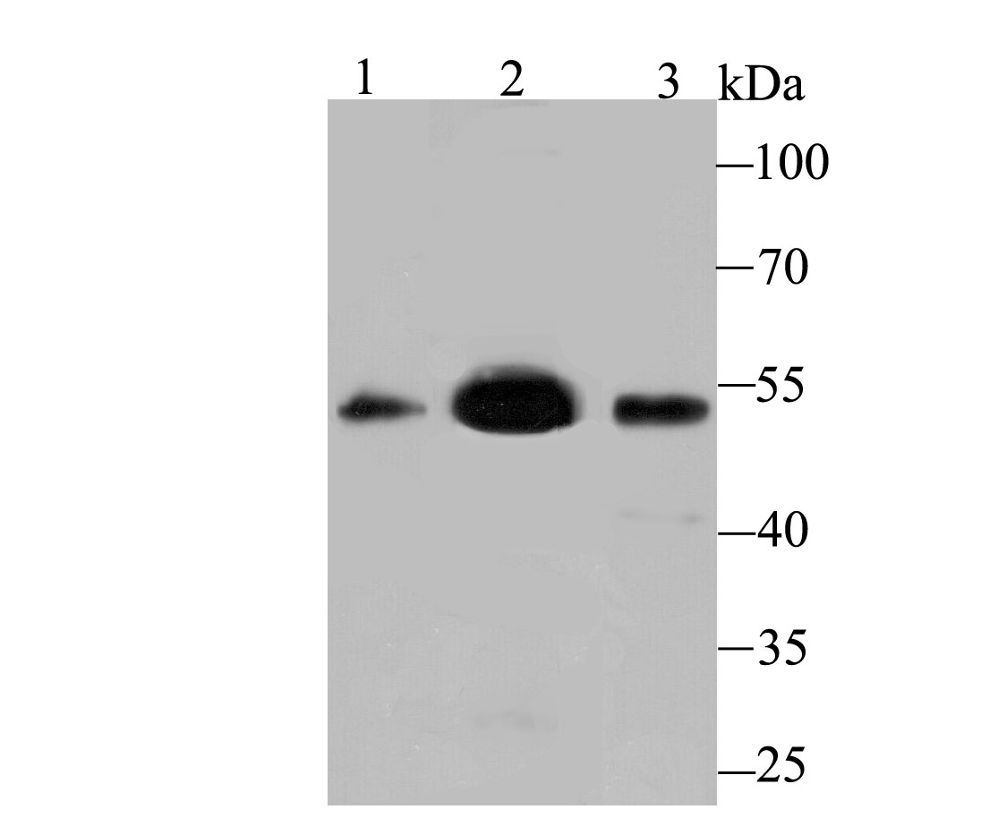 MEIS2 Antibody