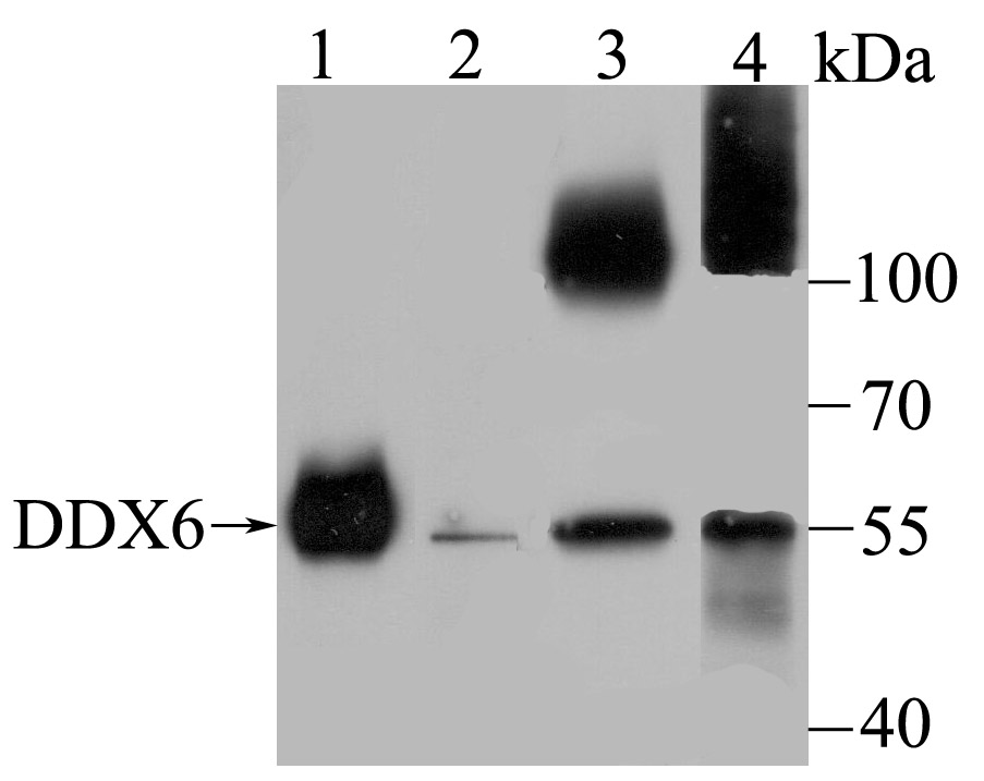 DDX6 Antibody