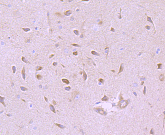 GABA A Receptor alpha 5 Antibody