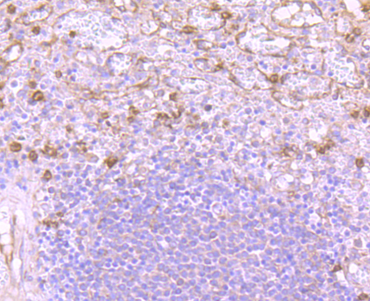 Versican Antibody