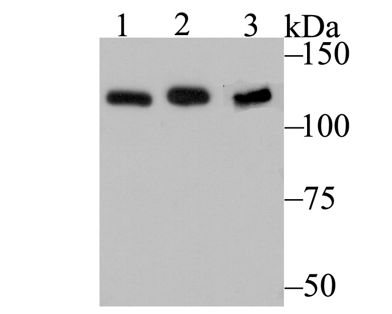 hnRNP U Antibody